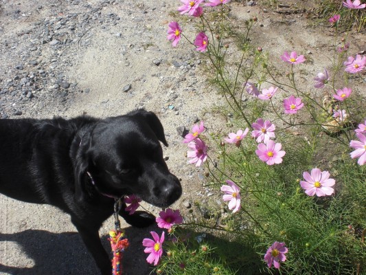 コスモス　さくら